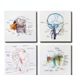 Harvard Press Oral Maxillofacial Surgery Atlas 932‑Page Reference-0